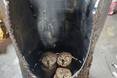 Hoo-What-Where-When-13