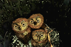 Hoo-What-Where-When-15