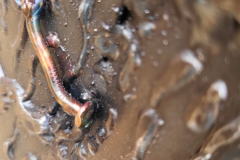 Hoo-What-Where-When-22