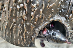 Hoo-What-Where-When-27